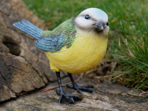 Blue Tit Bird with metal feet